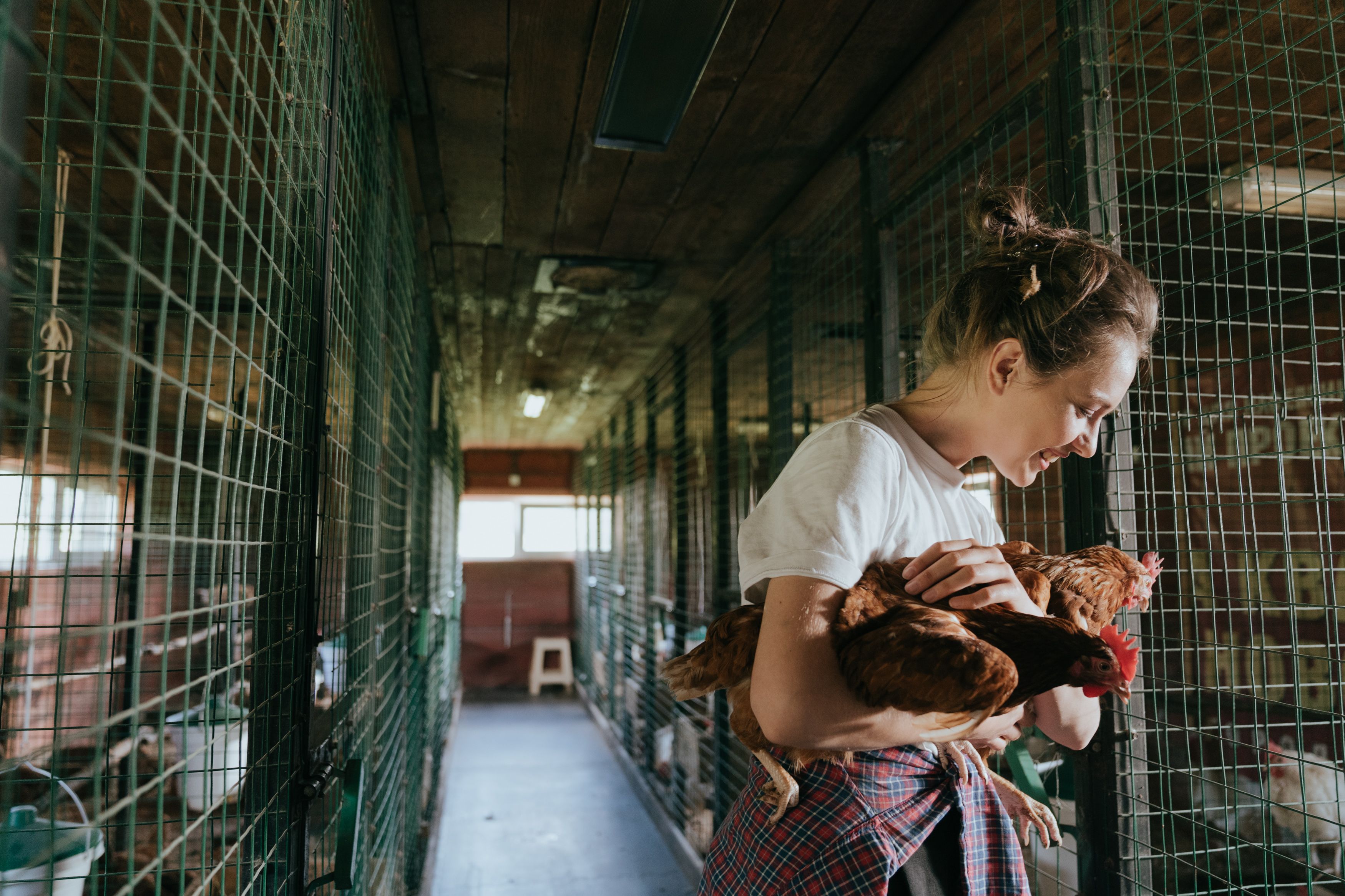 Poultry farm