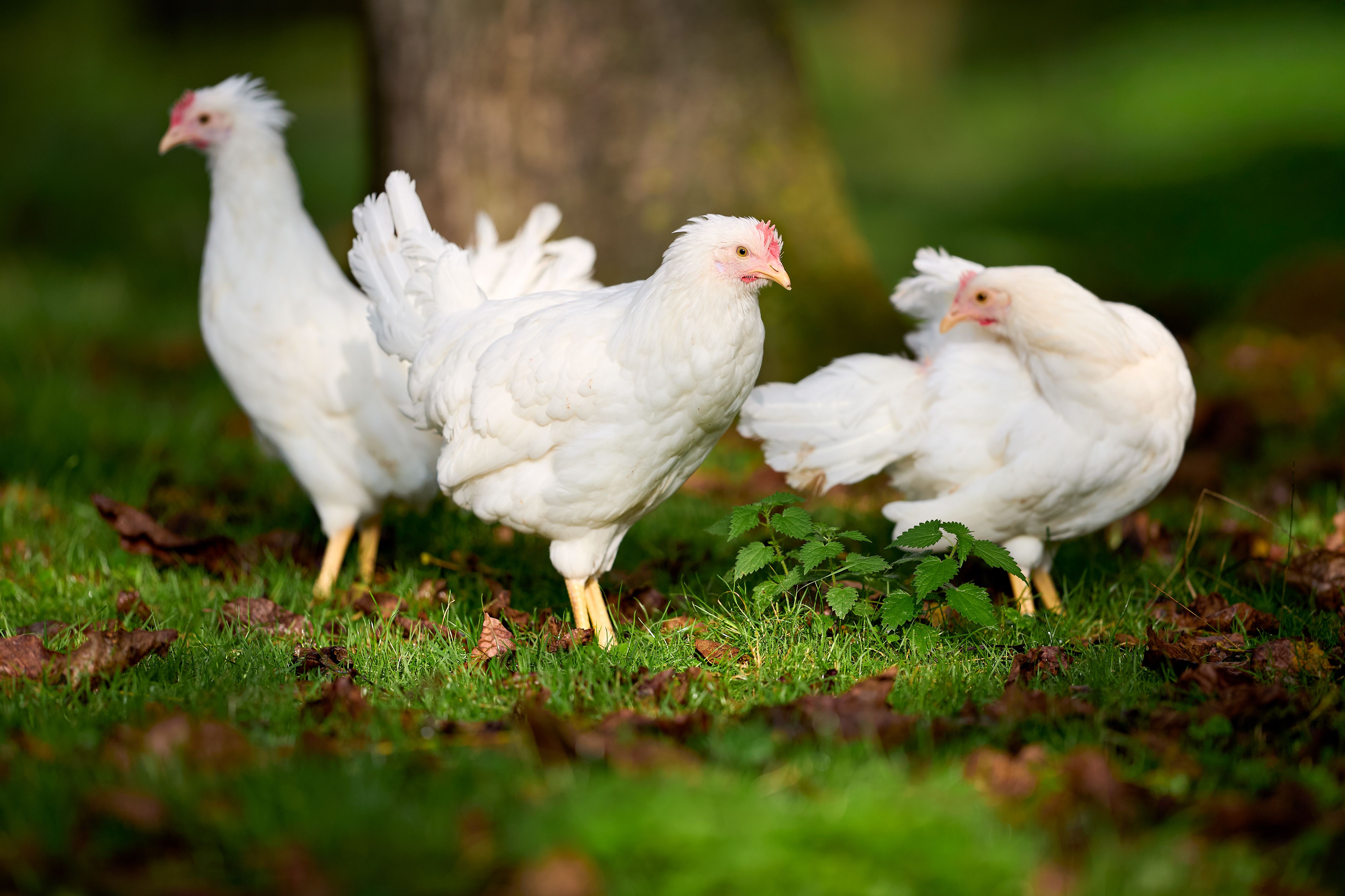 Livestock